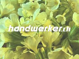 Image result for Schlüsselblumen