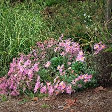 Image result for Chrysanthemum spectabile