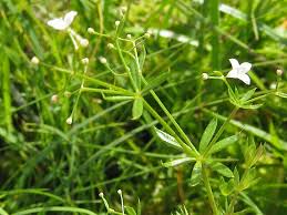 Attēlu rezultāti vaicājumam “Galium uliginosum”