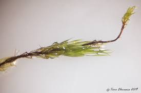 Attēlu rezultāti vaicājumam “Pohlia sphagnicola”