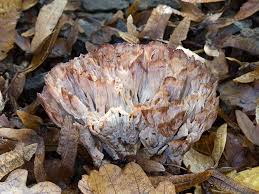 Image result for Podoscypha multizonata