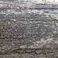 Attēlu rezultāti vaicājumam “Xylographa paralella”