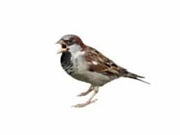Image result for Passer domesticus