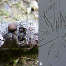 Attēlu rezultāti vaicājumam “Hypocrea gelatinosa”