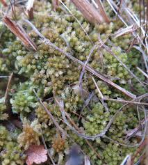 Attēlu rezultāti vaicājumam “Sphagnum papillosum”