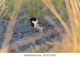 Image result for Emberiza pallasi