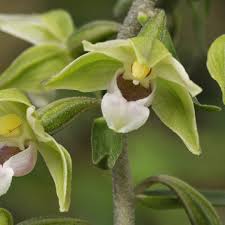 Attēlu rezultāti vaicājumam “Epipactis helleborine flower”