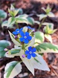 Attēlu rezultāti vaicājumam “Brunnera macrophylla flower”