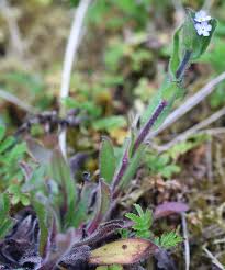 Attēlu rezultāti vaicājumam “Myosotis ramosissima flower”