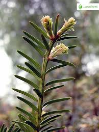 Attēlu rezultāti vaicājumam “Taxus baccata female flower”