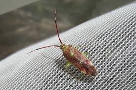 Attēlu rezultāti vaicājumam “Pantilius tunicatus imago”