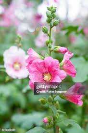 Image result for Malva alcea