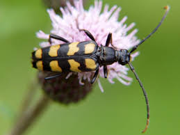 Attēlu rezultāti vaicājumam “Leptura quadrifasciata”