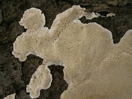 Attēlu rezultāti vaicājumam “Cinereomyces lindbladii”