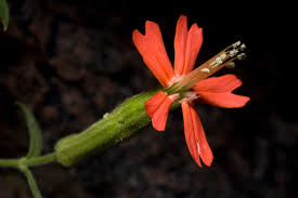 Attēlu rezultāti vaicājumam “Silene viscaria leaf”