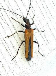 Attēlu rezultāti vaicājumam “Oedemera femorata”