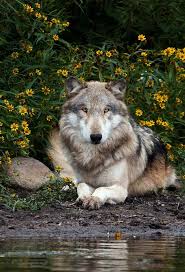 Image result for Westgate Wolves A.R.L.F.C.