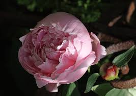 Image result for Pfingstrose