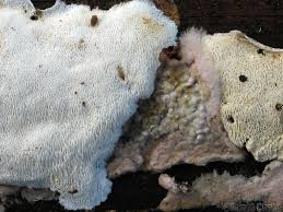 Attēlu rezultāti vaicājumam “Cinereomyces lindbladii”