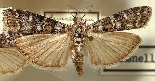 Attēlu rezultāti vaicājumam “Dioryctria abietella”