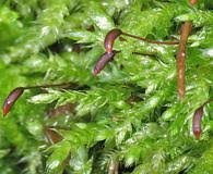 Attēlu rezultāti vaicājumam “Brachythecium rivulare”