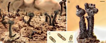 Attēlu rezultāti vaicājumam “Chaenotheca phaeocephala”