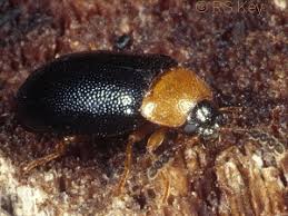 Attēlu rezultāti vaicājumam “Tetratoma fungorum”