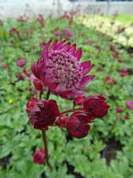 Attēlu rezultāti vaicājumam “Astrantia major”