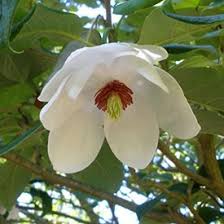 Attēlu rezultāti vaicājumam “Enkianthus chinensis flower”