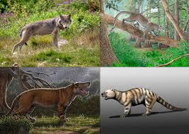 Attēlu rezultāti vaicājumam “Carnivora”