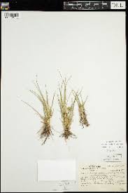 Attēlu rezultāti vaicājumam “Carex viridula”