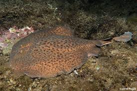 Image result for Torpedo marmorata