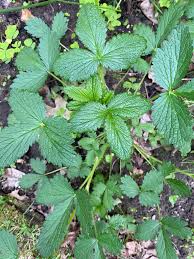 Attēlu rezultāti vaicājumam “Potentilla arenaria bud”