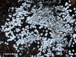 Attēlu rezultāti vaicājumam “Lasiosphaeria ovina spores”