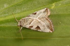 Attēlu rezultāti vaicājumam “Eucarta virgo”