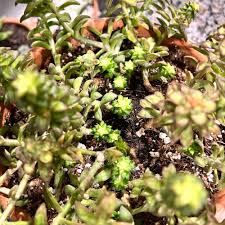 Attēlu rezultāti vaicājumam “Sedum rupestre leaf”