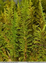 Attēlu rezultāti vaicājumam “Palustriella decipiens”