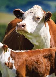 Image result for A J Activities, Herefordshire