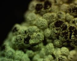 Attēlu rezultāti vaicājumam “Diderma cingulatum spores”