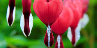 Image result for tränendes Herz