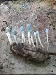 Attēlu rezultāti vaicājumam “Penicillium vulpinum”