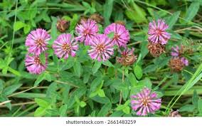 Attēlu rezultāti vaicājumam “Trifolium medium flower”