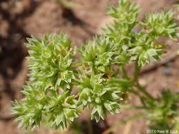 Attēlu rezultāti vaicājumam “Scleranthus perennis flower”
