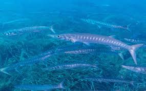 Image result for Sphyraena viridensis