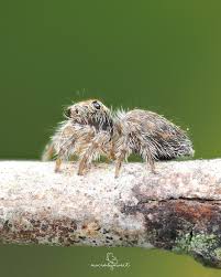 Attēlu rezultāti vaicājumam “Evarcha falcata male”