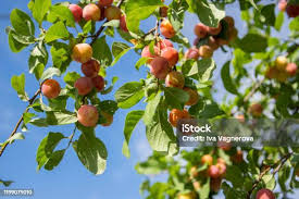 Attēlu rezultāti vaicājumam “Prunus cerasifera fruit”
