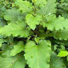 Attēlu rezultāti vaicājumam “Arctium lappa leaf”