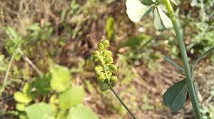 Attēlu rezultāti vaicājumam “Medicago lupulina fruit”