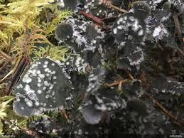 Attēlu rezultāti vaicājumam “Peltigera extenuata”