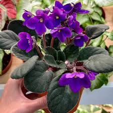 Image result for Saintpaulia ionantha Culitvar